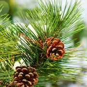 Pine Tree Seeds – Pinus spp.
