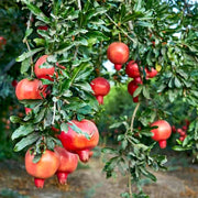 Pomegranate Seeds – Punica granatum
