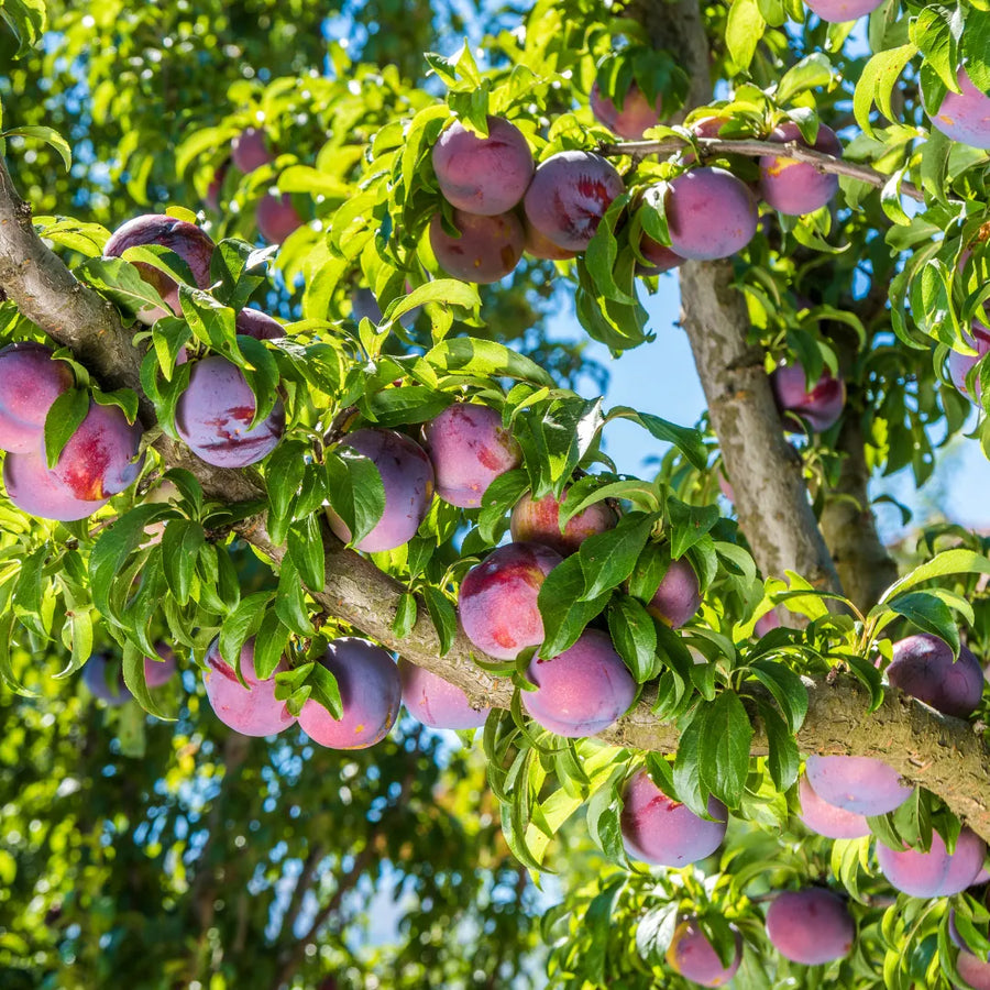 Fruit Seeds