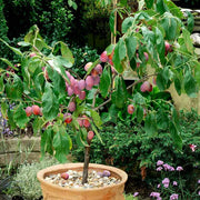 Plum Tree Seeds – Prunus domestica