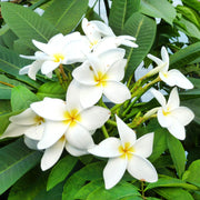 Plumeria Seeds – Plumeria rubra