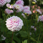 Dahlia Seeds – Dahlia variabilis