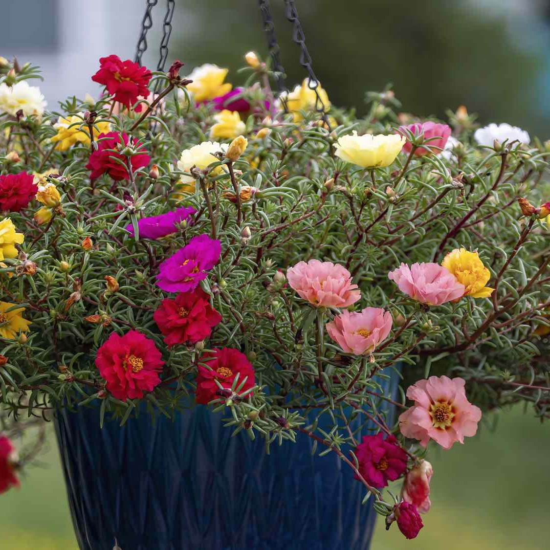 Portulaca Seeds – Portulaca grandiflora