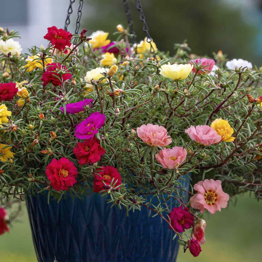 Portulaca Seeds – Portulaca grandiflora