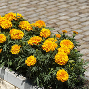 Calendula Flower Seeds, Calendula officinalis Flower Seeds
