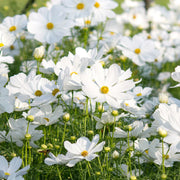 Cosmos Seeds – Cosmos bipinnatus