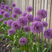 Allium Seeds – Allium spp.