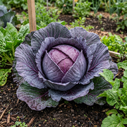 Cabbage Seeds – Brassica oleracea var. capitata
