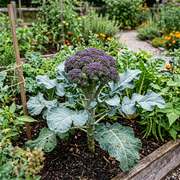 Cauliflower Seeds – Brassica oleracea var. botrytis