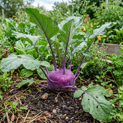 Kohlrabi Seeds – Brassica oleracea var. gongylodes