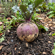 Rutabaga Seeds – Brassica napus
