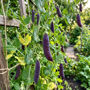 Sugar Snap Pea Seeds – Pisum sativum var. macrocarpon