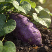 Sweet Potato Seeds – Ipomoea batatas