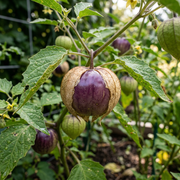Tomatillo Seeds – Physalis philadelphica