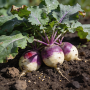 Turnip Seeds – Brassica rapa subsp. rapa