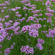 Verbena Bonariensis Seeds – Verbena bonariensis