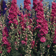 Larkspur Seeds – Consolida ajacis