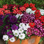 Verbena Seeds – Verbena × hybrida