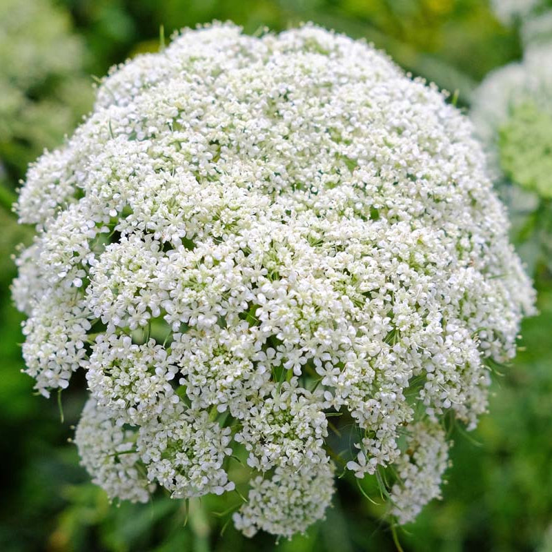 Queen Anne’s Lace Seeds – Daucus carota