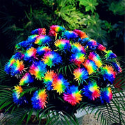 Chrysanthemum Seeds – Chrysanthemum × morifolium