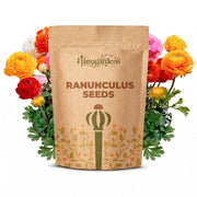 Ranunculus Seeds – Ranunculus asiaticus