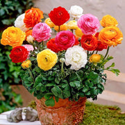 Ranunculus Seeds – Ranunculus asiaticus