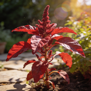 Amaranthus Seeds – Amaranthus spp.