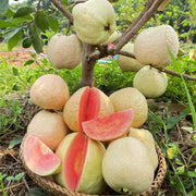 Guava Seeds – Psidium guajava