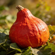 Winter Squash Seeds – Cucurbita maxima