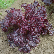 Lettuce Seeds – Lactuca sativa