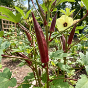 Okra Seeds – Abelmoschus esculentus