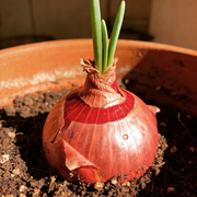 Onion Seeds – Allium cepa
