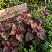 Shiso Seeds – Perilla frutescens