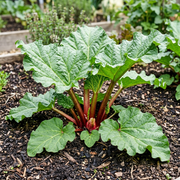Rhubarb Seeds – Rheum rhabarbarum