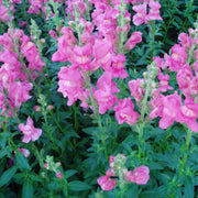 Snapdragon Seeds – Antirrhinum majus