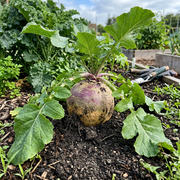 Rutabaga Seeds – Brassica napus