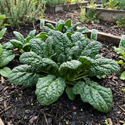 Savoy Spinach Seeds – Spinacia oleracea 'Savoy'