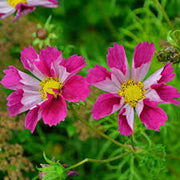 Cosmos Seeds – Cosmos bipinnatus