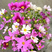 Cosmos Seeds – Cosmos bipinnatus
