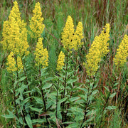 Goldenrod Seeds – Solidago spp.