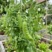Snow Pea Seeds – Pisum sativum