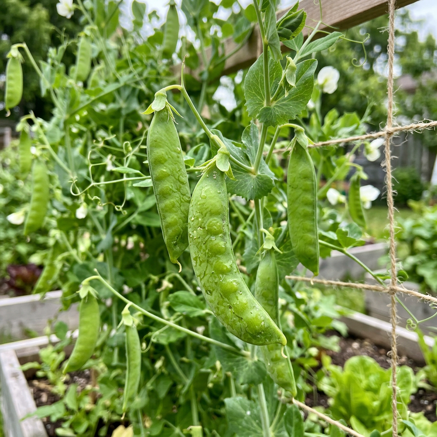 Snow Pea Seeds – Pisum sativum