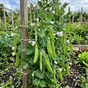 Snow Pea Seeds – Pisum sativum