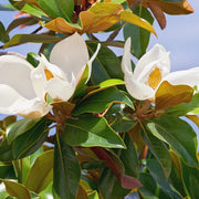 Magnolia Tree Seeds – Magnolia grandiflora