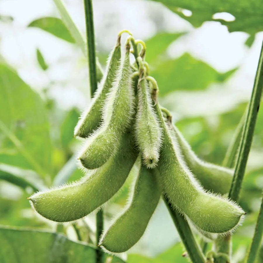 Soybean Seeds – Glycine max