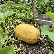 Spaghetti Squash Seeds – Cucurbita pepo