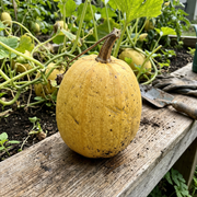 Spaghetti Squash Seeds – Cucurbita pepo
