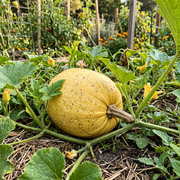 Spaghetti Squash Seeds – Cucurbita pepo