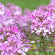 Cleome Seeds – Cleome hassleriana