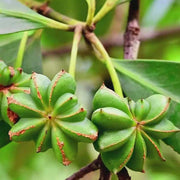 Star Anise Seeds – Illicium verum